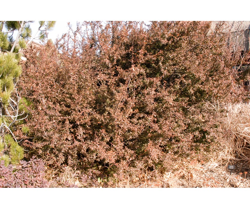 Pyracantha